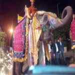 elephants in jaipur