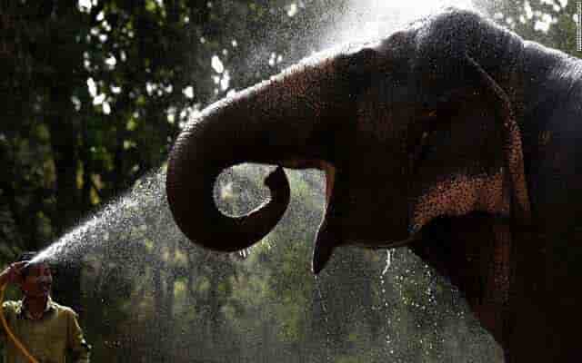 enjoy elephant bathing in jaipur,