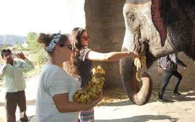 elephant feeding in jaipur