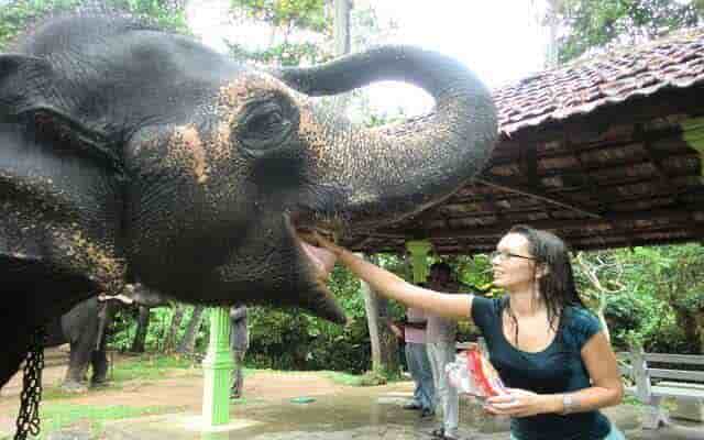 elephant feeding jaipur