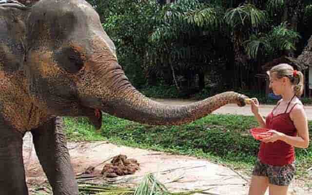 feeding with elephant in jaipur