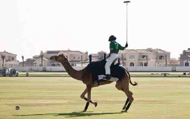 elephant polo in jaipur