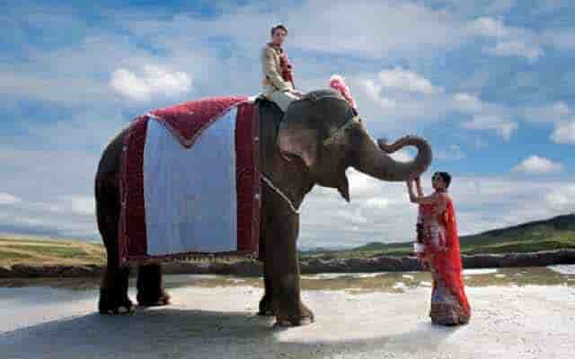 elephant for wedding in jaipur