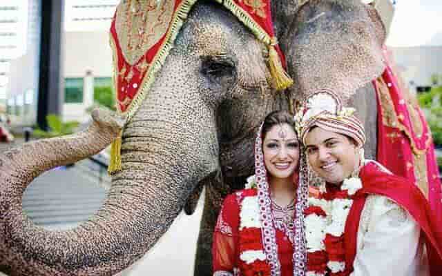 elephant use for weeding in jaipur